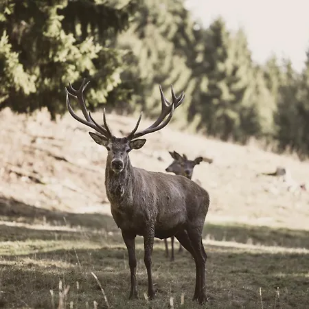 Wildwiesenhof Miesenbach (Styria)
