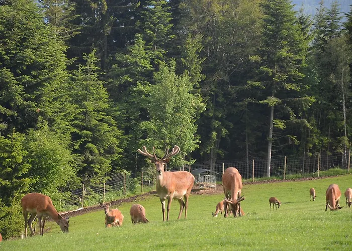 宾馆 Wildwiesenhof 3*